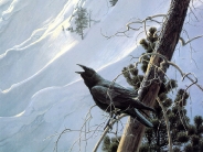 animal_nature (7)